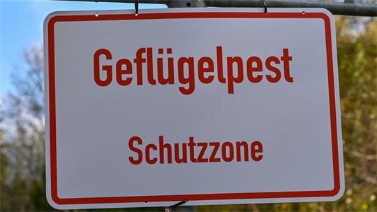 In einem Betrieb im Kreis Segeberg wurde die Geflügelpest nachgewiesen. (Symbolbild)