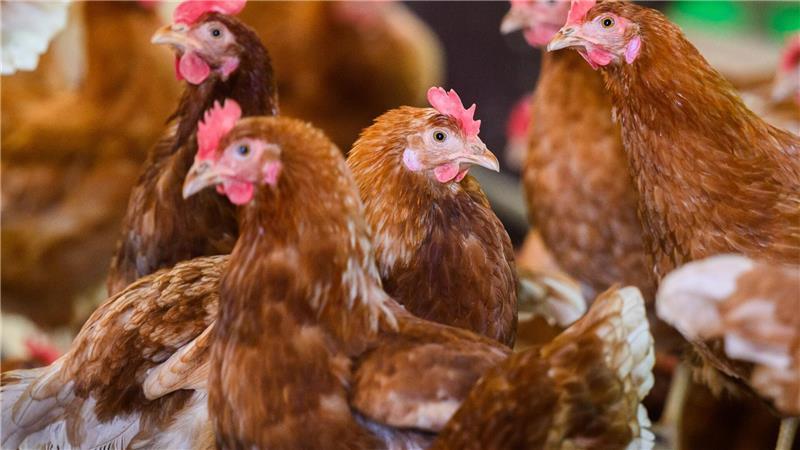 In einem Geflügelbetrieb im Kreis Leer ist die Vogelgrippe ausgebrochen. (Symbolbild)
