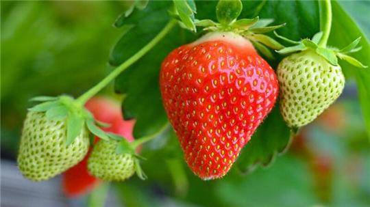 In einem Gewächshaus ist eine reife Erdbeere neben noch grünen Früchten zu sehen.