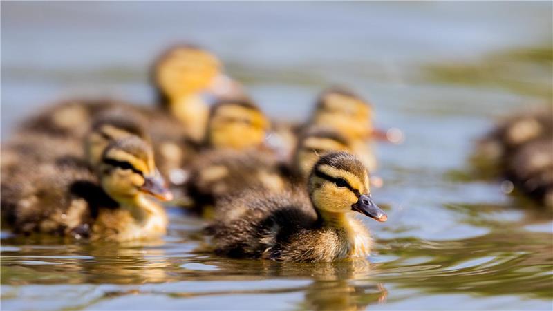 In einem Großraumbüro war eine Entenfamilie aus einem Blumenkübel gehüpft. (Symbolbild)