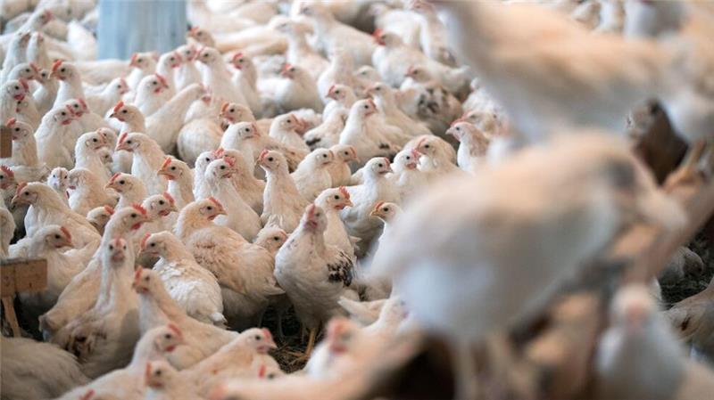 Geflügelpest ausgebrochen: Zehntausende Tiere im Kreis Stade getötet In einem Hähnchenmastbetrieb in Wischhafen ist die Geflügelpest ausgebrochen. Mehrere Zehntausend Tiere wurden bereits getötet. (Symbolbild)