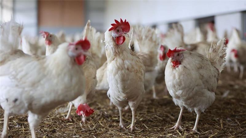 In einem Hähnchenmastbetrieb in Wischhafen ist die Geflügelpest ausgebrochen. Mehrere Zehntausend Tiere wurden bereits getötet. (Symbolbild)
