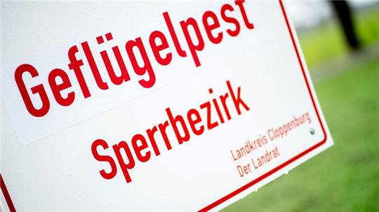 In einem Legehennenbetrieb in der Grafschaft Bentheim ist ein Erreger der hochansteckenden Vogelgrippe festgestellt worden.