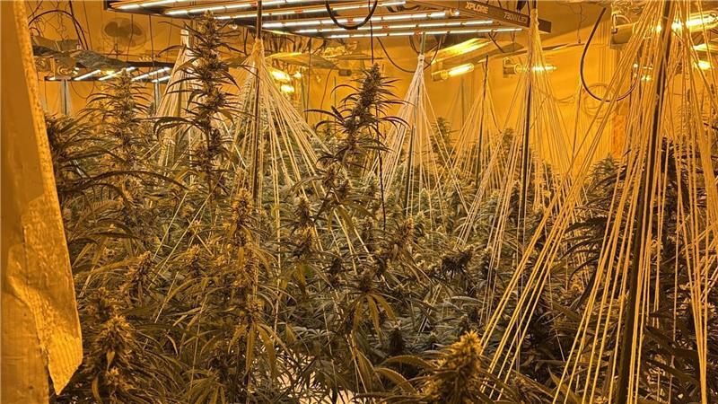 In einem Mehrparteienhaus in Stotel wurde eine Cannabis-Plantage gefunden.
