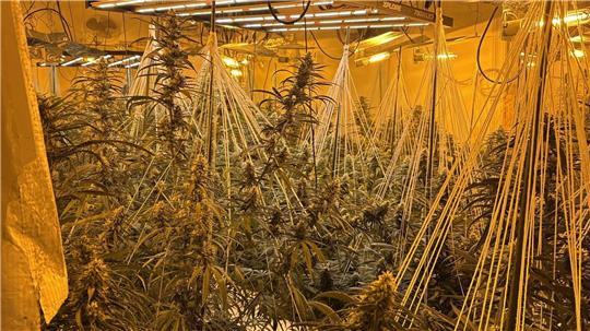 In einem Mehrparteienhaus in Stotel wurde eine Cannabis-Plantage gefunden.