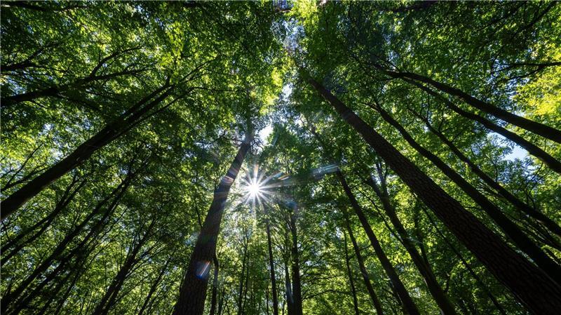 Mehr Vielfalt: Wie sich der Wald von morgen wandeln muss In einem Mischwald kommen mehrere Baumarten gemeinsam vor. (Archivfoto)