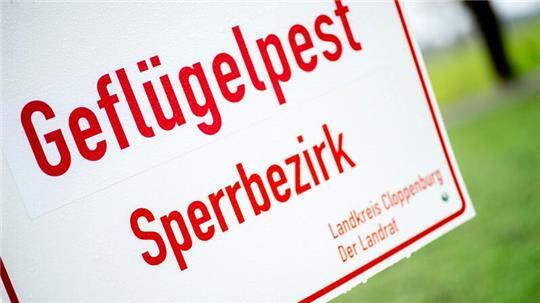 In einem Putenbetrieb in der Gemeinde Garrel ist die für Geflügel hochansteckende Geflügelpest festgestellt worden. (Archivbild)