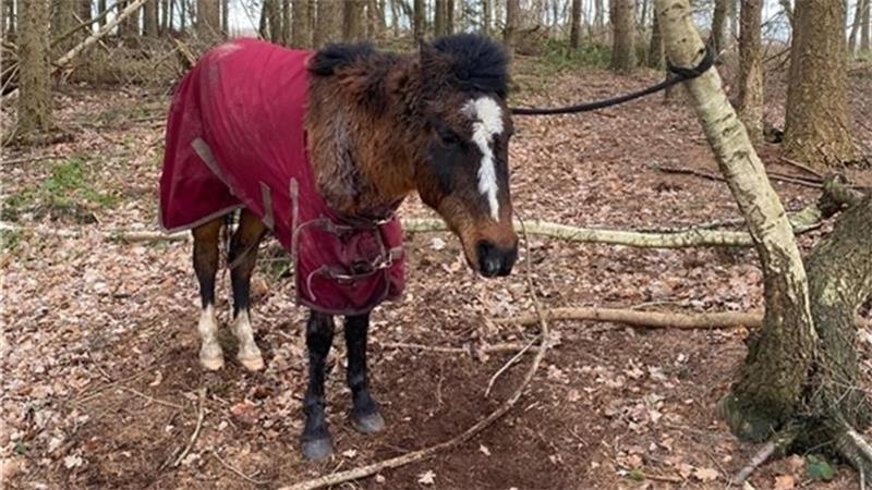 Rinder gequält, Hunde misshandelt: Tierschutz-Skandale im Kreis Stade In einem Waldstück bei Apensen fanden die Tierschützer 2023 das geschwächte Pony. Unbekannte fügten ihm Stichverletzungen hinzu und ließen es zurück.
