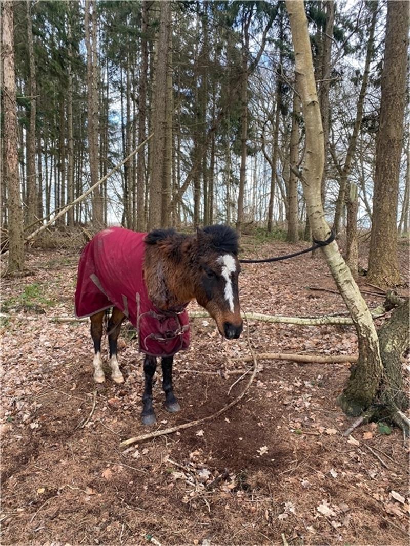In einem Waldstück bei Apensen fanden die Tierschützer das geschwächte Pony. Unbekannte fügten ihm Stichverletzungen hinzu und ließen es zurück. Foto: privat