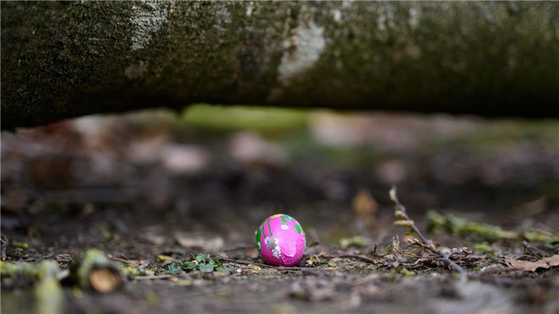 In einem Waldstück im Norden Schleswig-Holsteins ist ein Baum auf eine Gruppe gestürzt.