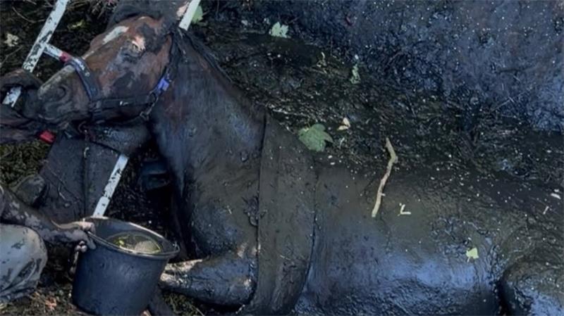 In einem mehrstündigen Einsatz hat die Feuerwehr Otterndorf ein Pferd gerettet.