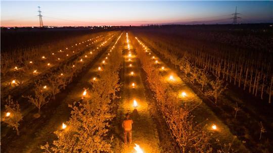 In einer Aprikosen-Plantage in Sachsen-Anhalt brennen Frostschutzkerzen. 