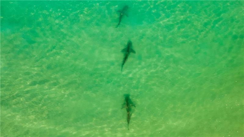 In einer Gegend im Norden Israels sammeln sich zwischen November und Mai Sandbank- und Schwarzhaie. (Archivbild)