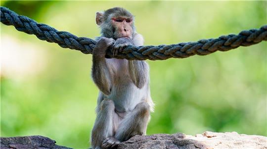 In freier Wildbahn sind Rhesusaffen vor allem in Asien anzutreffen - hierzulande lassen sie sich in Zoos beobachten. (Symbolfoto)