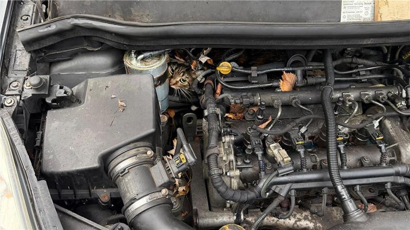 In höchster Not findet die Feuerwehr eine eingeklemmte Katze in einem Auto vor.