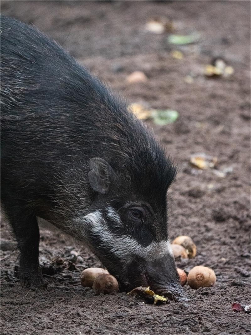 In ihrer Heimat gelten sie als gefährdet, im Waldzoo in der Wingst sind die Pustel- oder Mähnenschweine seit zwei Jahren zu Hause. Foto: Hilk