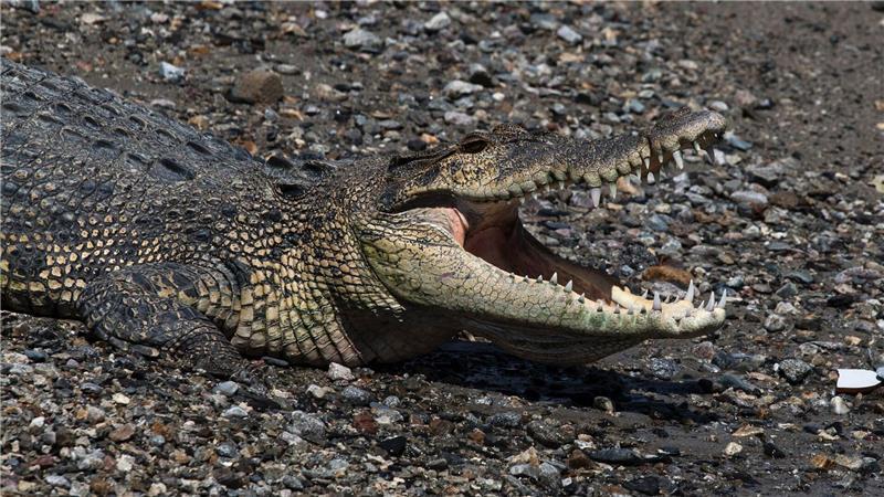 Krokodil tötet Mann auf Sumatra In keinem anderen Land der Erde werden so viele Menschen von Krokodilen angegriffen wie in Indonesien. (Symbolbild)