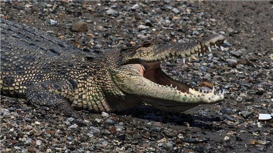 In keinem anderen Land der Erde werden so viele Menschen von Krokodilen angegriffen wie in Indonesien. (Symbolbild)