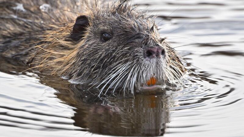 In manchen Restaurants steht Nutria auf der Speisekarte. (Symbolbild)