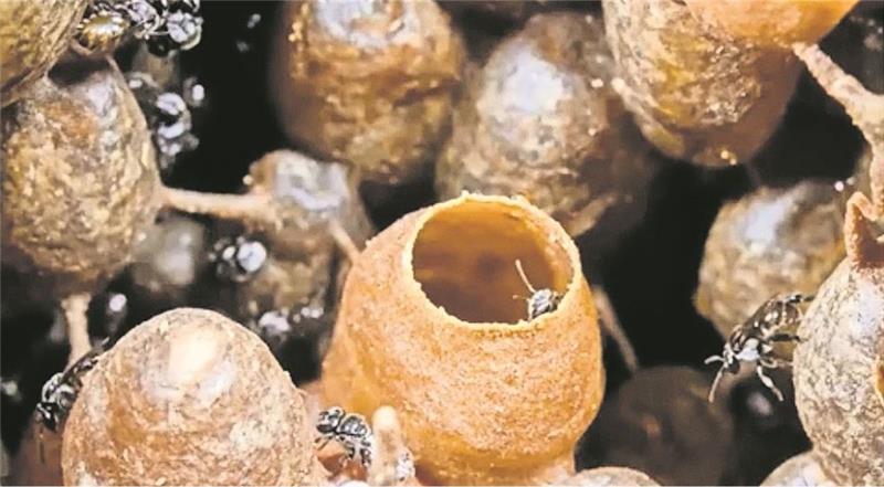 Besondere Insekten: Besser leben dank Honig von Bienen, die nicht stechen In solchen Näpfchen speichern die stachellosen Bienen ihren flüssigen Honig. Unsere heimischen Bienen benutzen dafür von ihnen gebaute Waben. Foto: privat