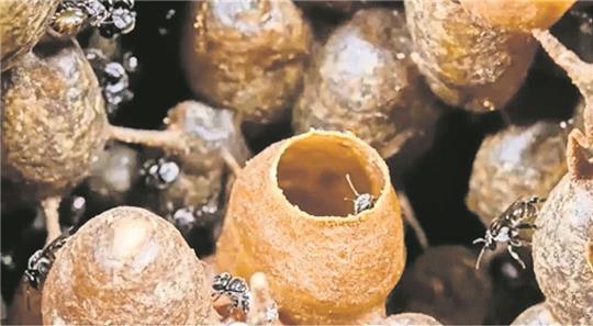 In solchen Näpfchen speichern die stachellosen Bienen ihren flüssigen Honig. Unsere heimischen Bienen benutzen dafür von ihnen gebaute Waben. Foto: privat