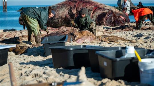In speziellen Kisten wurden die Proben des Wal-Kadavers von Sylt auf das Festland gebracht. 