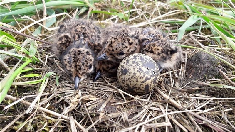 In vielen Nestern schlüpft jetzt der Nachwuchs – wie hier die Kiebitzküken. Foto Kasnitz