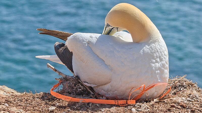 Weniger Plastik im Meer: Experimente zur Müllvermeidung im Natureum In zahlreichen Vogelnestern wird inzwischen mehr Plastik als natürliches Nistmaterial verbaut.