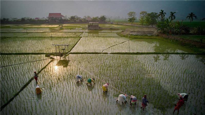 Indische Bauern säen Reissetzlinge auf einem Feld am Stadtrand von Guwahati.