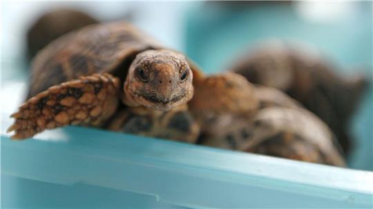 Indische Sternschildkröten sind in Asien wegen ihrer auffälligen Panzerzeichnung sehr beliebt. (Archivbild)