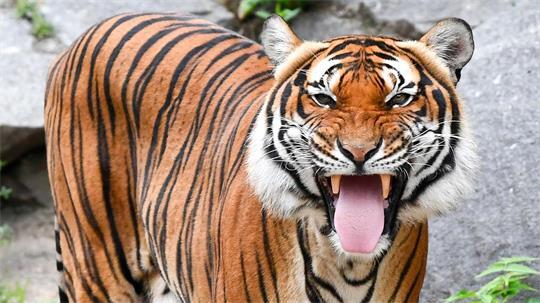 Indochinesische Tiger sind in freier Wildbahn sehr selten geworden. (Archivbild)