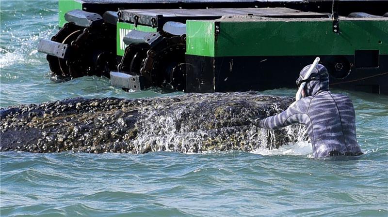 Influencer Robert Marc Lehmann kam dem Wal ganz nah.