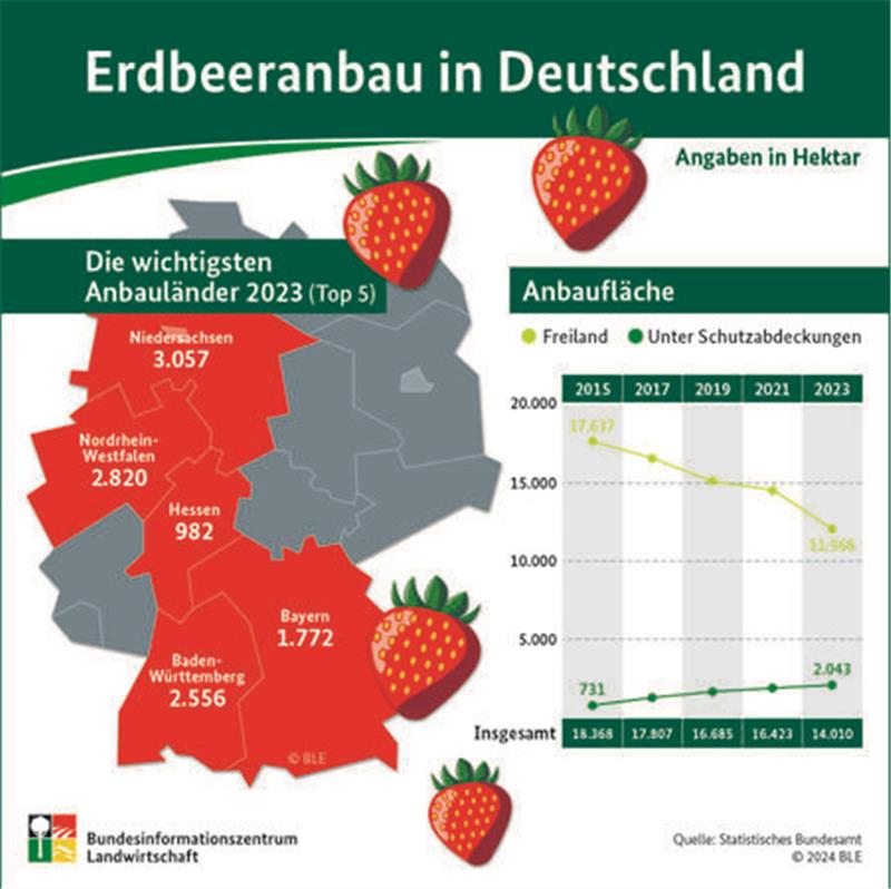 Infografik: Erdbeeranbau 2023 in Deutschland.