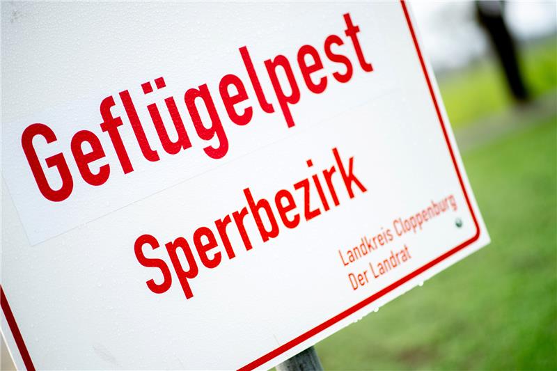 Geflügelpest-Welle war weniger stark als in Nachbarländern Inmitten des derzeitigen Ausbruchs der Geflügelpest will die EU ihre Hilfsgelder kürzen. Foto: Hauke-Christian Dittrich/dpa