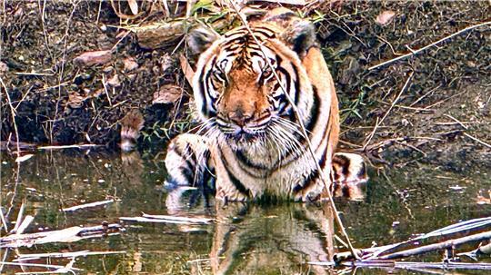 Innerhalb weniger Wochen starben in Nordthailand Dutzende Tiger - offenbar an einem Virus. (Archivbild)