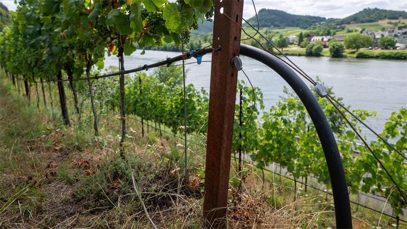 Insbesondere junge Weinreben mussten in diesem Jahr gewässert werden. (Archivbild)