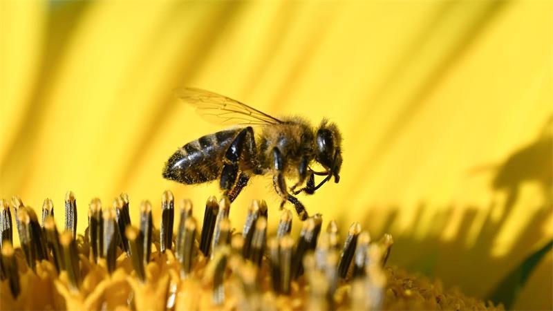 Insekt bei der Arbeit: Bei hochsommerlichen Temperaturen sammelt eine Biene Nahrung auf einer Sonnenblume.