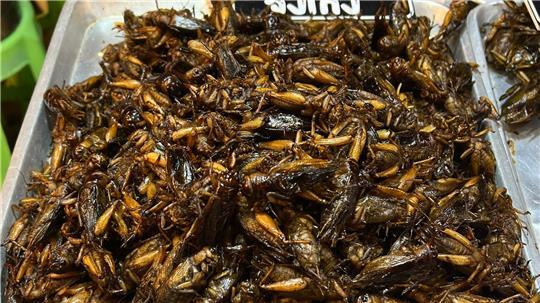 Insekten als Tierfutter könnten einen Beitrag zur Verringerung des CO2-Ausstoßes in der Lebensmittelproduktion leisten. (Symbolfoto)
