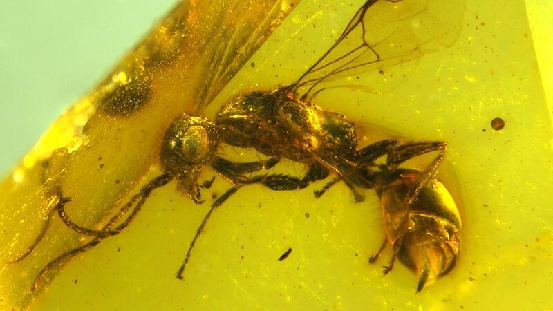 Insektenforscher haben eine bislang unbekannte Wespenart in einem 100 Millionen Jahre altem Bernstein entdeckt.