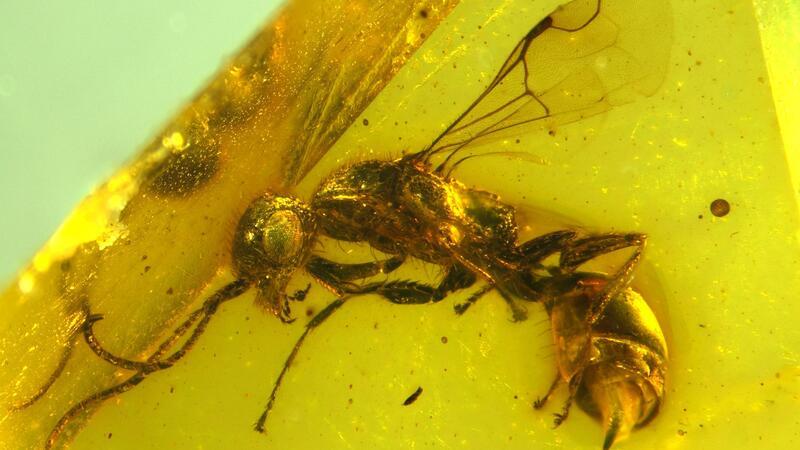 Zeitkapsel Bernstein: Längst ausgestorbene Wespe entdeckt Insektenforscher haben eine bislang unbekannte Wespenart in einem 100 Millionen Jahre altem Bernstein entdeckt.