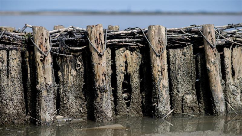 Klimakrise fordert Küstenschutz – Wasserbauer im Einsatz Insgesamt gebe es rund 370 Kilometer Lahnungen in Schleswig-Holstein, die erhalten werden müssen. (Archivbild)