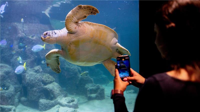Meeresschildkröte Ernie teilt sich Aquarium-WG mit Haien Insgesamt gibt es nach Angaben des Aquariums sieben Meeresschildkrötenarten weltweit.