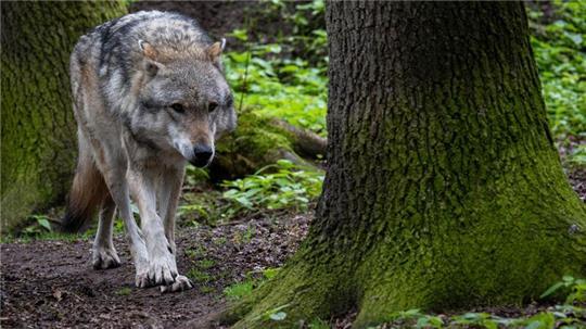Bislang 314 tote Wölfe in Niedersachsen gefunden Insgesamt sind in Niedersachsen bislang mehr als 300 Wölfe tot aufgefunden worden. (Archivfoto)