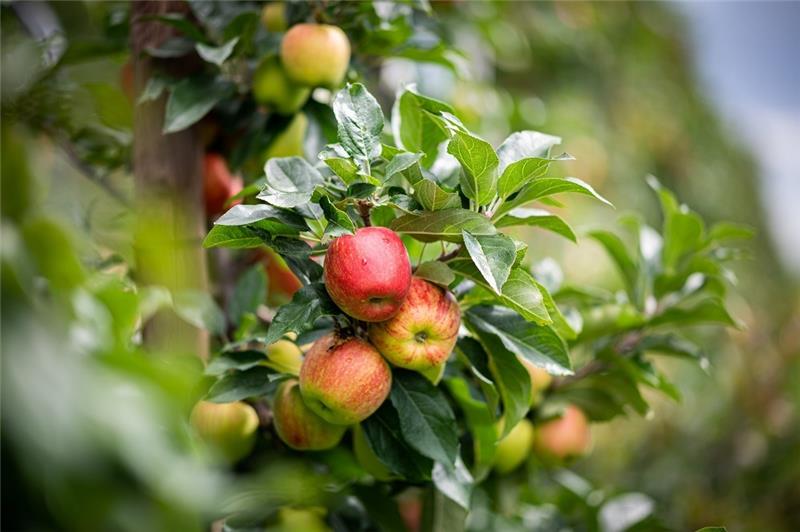 Insgesamt wurden im Herbst 2021 550 Tonnen des Selstar-Apfels im Alten Land geerntet (Symbolfoto). Foto: Daniel Reinhardt/dpa