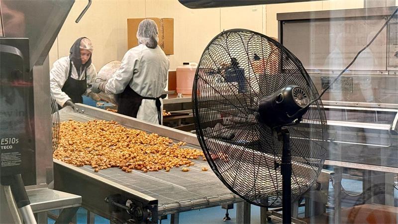 Supernuss Macadamia: Eine Australierin zum Anbeißen Interessenten können bei Nutworks beobachten, wie die Macadamia-Nüsse verarbeitet werden.