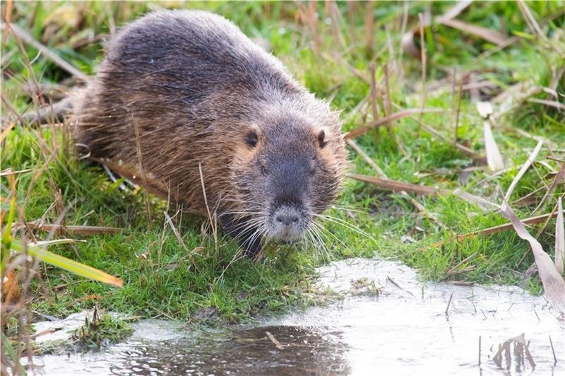 Nutria-Plage im Alten Land immer schlimmer Invasive Art: eine Biberratte (Nutria) an einem Graben. Foto: Stratenschulte/dpa