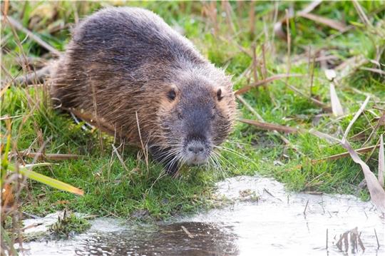 Invasive Art: eine Biberratte (Nutria) an einem Graben. Foto: Stratenschulte/dpa