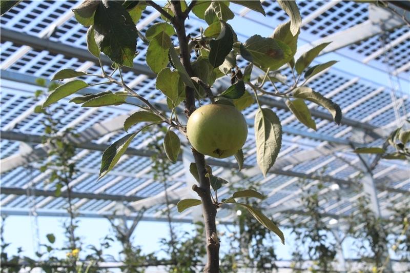 Investoren wollen die Obst- und die Solarstrom-Erzeugung im Alten Land verbinden. Foto: Fraunhofer-Institut