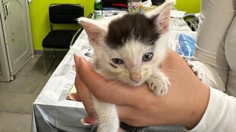 Da staunt sogar die Polizei: Drei außergewöhnliche Deichbrand-Einsätze Inzwischen befindet sich die kleine Katze im Tierheim, nachdem die Polizei sie dort abgegeben hat. Foto: Polizei
