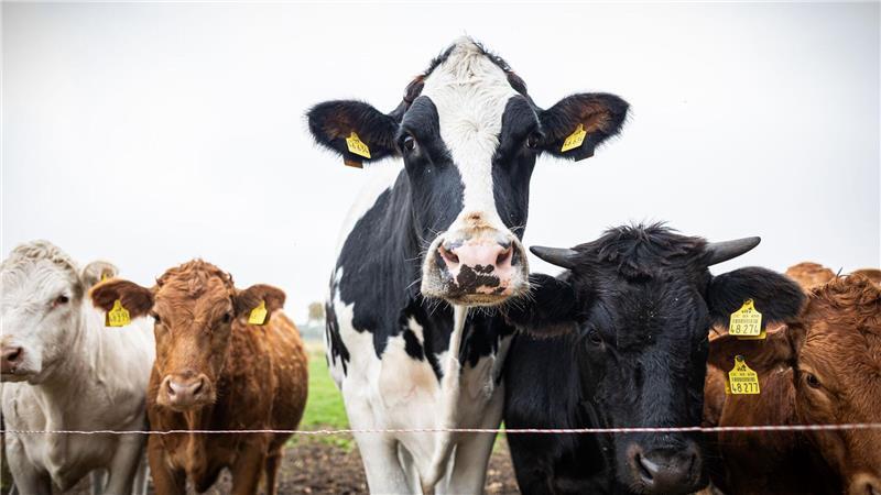Inzwischen ist Ochse Hugo über zwei Meter groß und mehr als eine Tonne schwer - und bewacht eine Herde von Jungrindern.